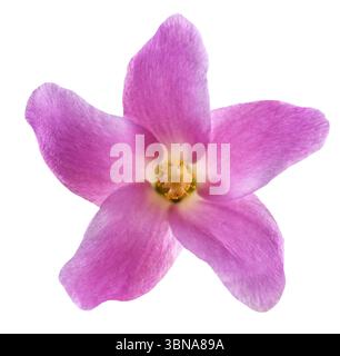 pyramid tree flower head isolated on white Stock Photo