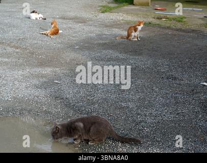 Cyprus, Larnaca Salt Lake, In a gravel-covered area, four cats are present. Two of the cats are orange and white, and two are gray. One gray cat is drinking from a puddle on the ground, while the other gray cat is sitting on the ground. The other two orange and white cats are resting on the ground. The scene is set against a backdrop of a concrete slab with a few scattered items, including a red object and a piece of wood. An artist's eye & imagination shaped Stock Photo