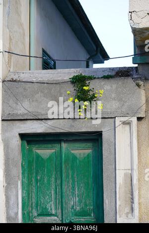 Cyprus, Larnaca, A green door set within a gray stone wall, with a small yellow flower blooming on the wall above it. The door is slightly ajar, revealing a glimpse of the interior. Above the door, a wire runs along the wall, and a small window with a green shutter is visible. The wall is part of a building with a light beige or cream-colored exterior. The building's exterior shows signs of age and weathering, with some areas of peeling paint or plaster. The sky is a clear, light blue. An artist's eye & imagination shaped caption. Larnaca, Cyprus, a coastal gem rich in history, beach life, Stock Photo