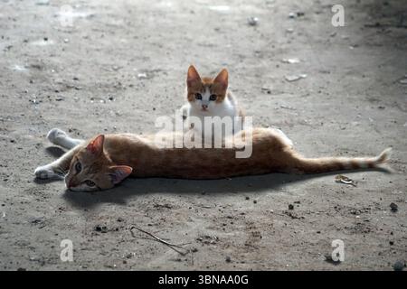 Nicosia (Lefkosia), Cyprus, the world’s last divided capital, In a dirt or gravel area, an adult ginger cat with white paws and chest is lying on its side, its head resting on the ground. A small white kitten with orange markings is perched on the adult cat's back, looking up at the camera. The kitten's tail is visible, and it appears to be looking towards the camera. The ground is a mix of dirt and small stones, with some debris scattered around. An artist's eye & imagination shaped Stock Photo