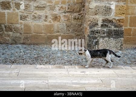 Nicosia (Lefkosia), Cyprus, the world’s last divided capital, A black and white cat is walking on a cobblestone street, its tail held high as it strides towards the right side of the image. The cobblestone street is bordered by a stone wall, which appears to be made of a mix of light and dark stones. The wall is constructed of large, irregularly shaped stones, giving it a rustic appearance. The cobblestones are a mix of gray and brown tones. The street is paved with light-colored, rectangular stones. An artist's eye & imagination shaped Stock Photo