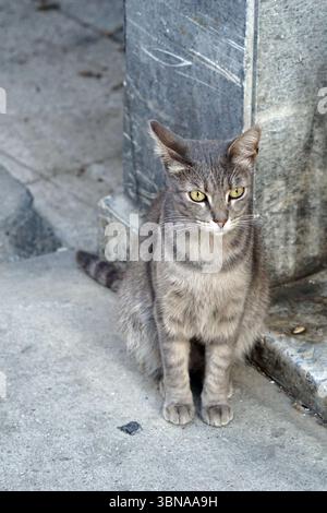 Cat sitting on a concrete pillar Stock Photo - Alamy