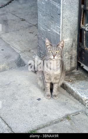 Cat sitting on a concrete pillar Stock Photo - Alamy