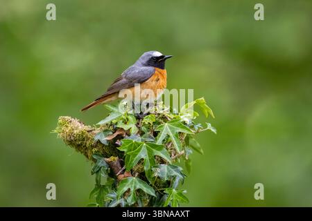 Male Redstart, Phoenicurus phoenicurus, perched on a an ivy covered tree stump. Dumfries and Galloway, Scotland, Spring 2025 Stock Photo