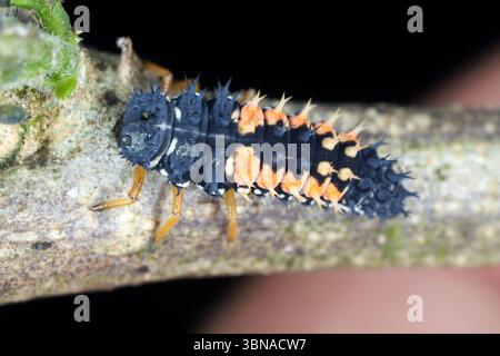 Larva of the multicoloured asian ladybug with bristles on the body sitting on the shoot of a plant infested by aphids. Stock Photo