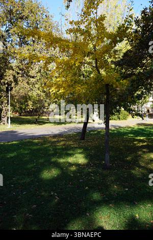 Budapest, Hungary – the enchanting Pearl of the Danube., A serene park scene with a tree in the foreground displaying vibrant yellow leaves, standing tall on a grassy area. The tree's branches extend outwards, creating a canopy that filters the sunlight. The park is surrounded by a mix of deciduous and evergreen trees, with a paved path running through the center of the image. The ground is covered in a carpet of fallen leaves, suggesting it might be autumn. A glimpse of a building can be seen in the background on the right side of the image. The sky is a clear blue, and the overall lighting Stock Photo