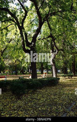 Budapest, Hungary – the enchanting Pearl of the Danube., A serene park scene with a large tree in the center, its branches reaching out over the park. The tree's trunk is dark brown or black, and its branches are adorned with lush green leaves. The park is filled with other trees, creating a canopy of green, and the ground is covered in fallen yellow leaves, suggesting it might be autumn. In the background, a playground with a swing set is visible. The park is bordered by a low hedge or row of bushes, and a few benches are visible in the mid-ground. The image is taken from a low angle, Stock Photo