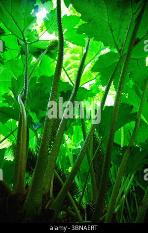 A low-angle shot captures the lush growth of Gunnera plants, showcasing their thick, spiky stems and broad, green leaves at Trebah Gardens, Cornwall, Stock Photo