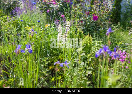 Lupine blooms in spring garden. White flowers grow among blue irises, roses, hardy geranium on summer flowerbed. Stock Photo