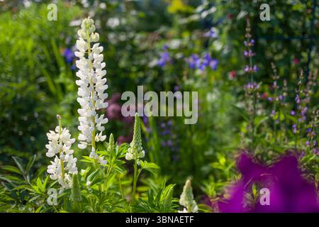 Lupine blooms in spring garden. White flowers grow among irises and sage on summer flowerbed. Space Stock Photo