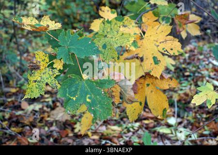 Budapest, Hungary – the enchanting Pearl of the Danube., A cluster of trees in a forest, with a mix of green, yellow, and brown leaves. The leaves exhibit a variety of colors and textures, with some showing signs of decay or damage. The ground is covered in a carpet of fallen leaves, creating a natural and autumnal scene. The background is slightly out of focus, drawing attention to the vibrant foliage in the foreground. The image is taken from a low angle, emphasizing the height of the trees and the intricate details of the Stock Photo