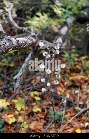 Budapest, Hungary – the enchanting Pearl of the Danube., A small plant with delicate white flowers and a brown stem, surrounded by a mix of green and brown leaves, suggesting it may be autumn. The background is out of focus, showing a variety of trees and branches, creating a natural environment. The ground is covered in fallen leaves, adding to the autumnal atmosphere. The image is taken from a slightly low angle, emphasizing the height of the plant and the surrounding Stock Photo
