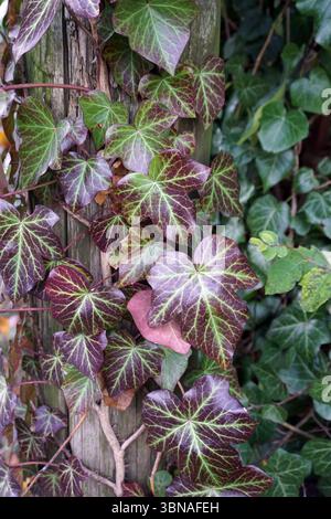 Budapest, Hungary – the enchanting Pearl of the Danube., A close-up view of a wooden post, which appears to be weathered and aged. The post is covered in a vibrant display of ivy, with leaves in shades of green and purple, some with a reddish-brown hue. The ivy's leaves are arranged in a pattern, creating a sense of depth and texture. The ivy's leaves are primarily green with some reddish-brown or maroon tones. The ivy's leaves are attached to the post with thin, dark brown stems. The background is blurred, drawing focus to the ivy and the Stock Photo