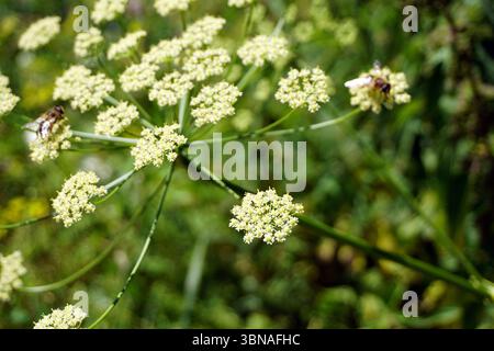 Bulgaria, A close-up view of a plant with small, white flowers arranged in a circular pattern on a green stem. Two bees are visible, one near the top left and the other near the top right of the image. The background is a blurred mix of green foliage, creating a natural setting. The image is taken from a slightly low angle, emphasizing the plant's height and the bees' presence. An artist's eye & imagination shaped Stock Photo