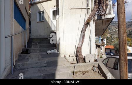 Cyprus village, A set of concrete stairs leading up to a light beige or cream-colored building. The stairs are made of concrete and have a metal railing on the left side. A tree with a thick trunk and branches is growing on the right side of the stairs, near the building. A black cat is resting on the stairs, and a white cat is lying on the ground near the bottom of the stairs. A small, light-colored stone or concrete block is visible near the base of the stairs. In the background, a white car is parked, and a utility pole stands tall. The building has a small, barred window on the second Stock Photo