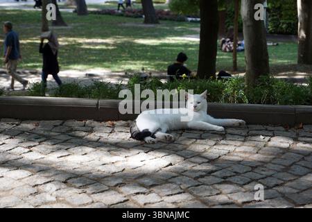 Istanbul, Turkey. The largest city in Turkey and one of the world’s few transcontinental cities, spanning both Europe and Asia across the Bosphorus Strait., A white cat with black markings on its tail and paws is lying on a cobblestone path. The cat is positioned on the right side of the image, facing the camera. The cobblestone path is bordered by a dark-colored curb or wall. In the background, a grassy area is visible, with trees and people walking in the distance. The scene is bathed in sunlight, casting shadows on the cobblestones and the surrounding greenery. An artist's eye & Stock Photo