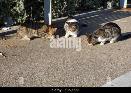 Limassol, Cyprus, The image shows three cats of different colors and patterns engaged in play on a concrete surface. The cat on the left is a tabby with a mix of brown and black stripes, lying on its side with its tail extended. The cat in the middle is a white and gray tabby with a white chest, standing on its hind legs and holding a stick in its mouth. The cat on the right is a gray tabby with a white chest, also lying on its side with its tail extended. The cats are scattered across the concrete surface, with the middle cat in the center and the right cat on the right side. The background Stock Photo