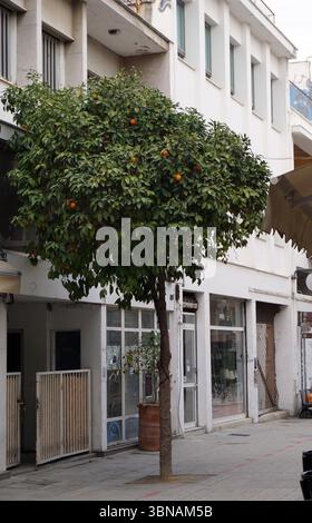 Nicosia (Lefkosia), Cyprus, the world’s last divided capital, A tree with vibrant green leaves and small, round orange fruits growing on its branches. The tree is surrounded by a white building with a flat roof and several windows, and a beige awning is visible on the right side. A metal gate is also present on the left side. A few people are seated at tables under the awning on the right. The street is paved with light gray or beige stones, and a small, dark-colored planter is visible near the Stock Photo