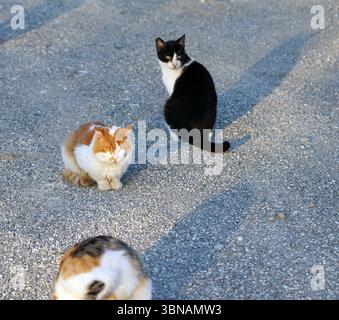 Cyprus, Larnaca Salt Lake, The image shows three cats in a gravel or asphalt area. The cat on the left is a calico with a mix of orange, white, and black fur, sitting on the ground. The cat in the middle is a black and white cat with a white chest and belly, sitting on the ground. The cat on the right is a black and white cat with a white chest and belly, sitting on the ground. The cats are positioned in a loose triangular formation, with the black and white cat in the middle and the calico cat on the left. The gravel area is a light gray color with small stones and pebbles. An artist's eye & Stock Photo