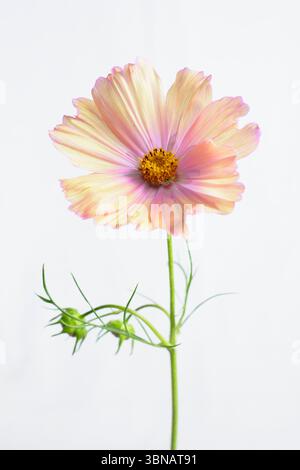 Cosmos bipinnatus Apricotta flower isolated for cut out on white background. UK Stock Photo