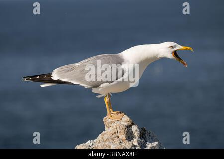 A Yellow-legged gull with its beak wide open lets out a loud call, captured along the coast of Asturias. Stock Photo