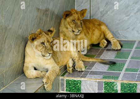 Two lion cubs relax on tiled floors inside a shaded area, showing their gentle side in a peaceful enclosure setting Stock Photo