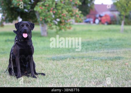 Black Labrador Retriever guardian dog on green grass in a countryside orchard, wearing a chain collar. Summer scene with apple tree in the background Stock Photo