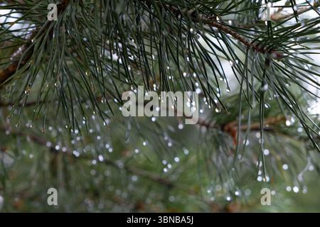 Pine branch with raindrops. Rain drops on pine needles Stock Photo