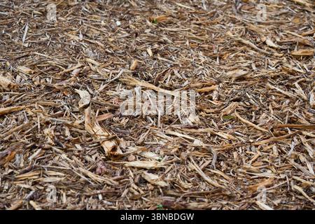Top view of natural brown wood chips and mulch texture. Organic groundcover for garden landscaping, soil protection and sustainable forestry themes. Stock Photo