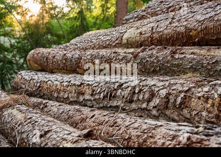Close-up image of stacked pine logs with textured bark in a forest setting. Stock Photo