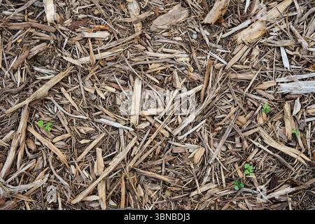 Top view of natural brown wood chips and mulch texture. Organic groundcover for garden landscaping, soil protection and sustainable forestry themes. Stock Photo