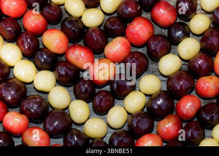 Various cherries and yellow plums are arranged on a wooden surface, showcasing vibrant colors. The red, dark purple, and yellow fruits create an appea Stock Photo