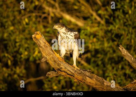 An African Hawk-Eagle (Aquila spilogaster) perched on a dead tree branch basking in the morning sun Stock Photo
