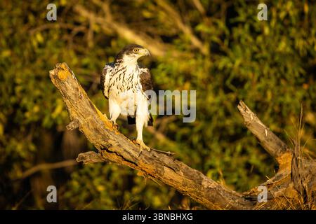 An African Hawk-Eagle (Aquila spilogaster) perched on a dead tree branch basking in the morning sun Stock Photo