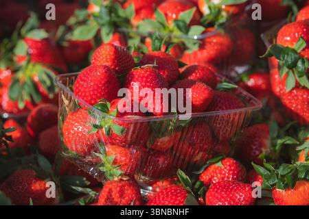 Fresh ripe big red strawberries with green leaves in a plastic container or box in fruit and vegetable street market, close up Stock Photo