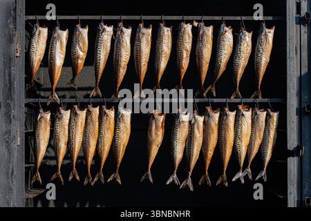Hanging smoked mackerel, smoked with hardwood wood chips in a smoker and ready to eat in a fish street market Stock Photo
