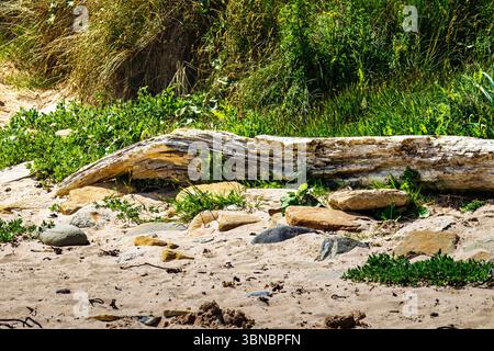 A large piece of driftwood washed ashore on a beach along the Northumberland coast, Amble Dunes June 2025 Stock Photo