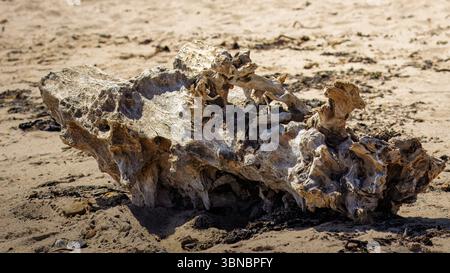 A large piece of driftwood washed ashore on a beach along the Northumberland coast, Amble Dunes June 2025 Stock Photo