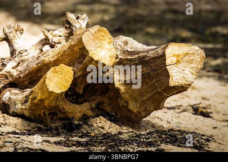 A large piece of driftwood washed ashore on a beach along the Northumberland coast, Amble Dunes June 2025 Stock Photo