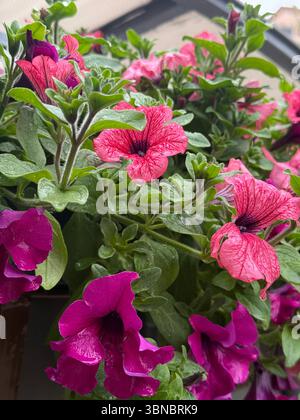 The image shows a close-up view of blooming pink and purple petunia flowers with water droplets on their petals and leaves. The photo was taken outdoo Stock Photo