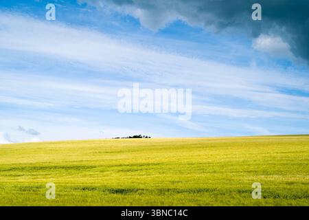 Wheat field and clouds in summertime in Hampshire, England, UK Stock Photo
