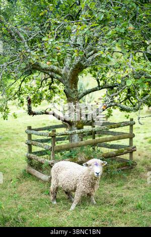 Single sheep - Cotswold breed? -  Ovis aries - standing in a rural field in Devon, England, United Kingdom Stock Photo