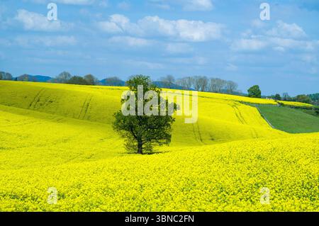 Rolling slopes of Rapeseed crop, Brassica napus, ( Brassicaceae ) to produce rapeseed oil ( Canola ) and a solitary English Oak tree in a field in Her Stock Photo