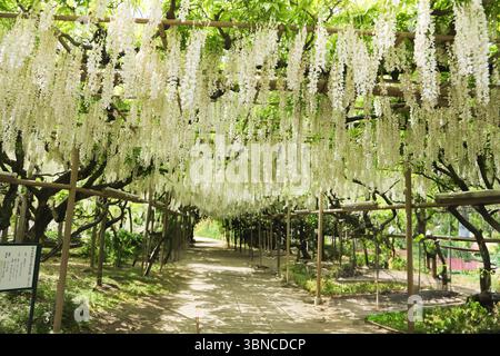 Beautiful White Wisteria Vine in Full Bloom - Japan Spring Flower Stock Photo