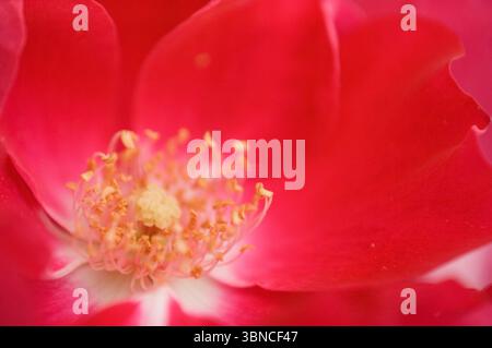 Hybrid rose (Rosa 'Dortmund') in bloom. Stock Photo