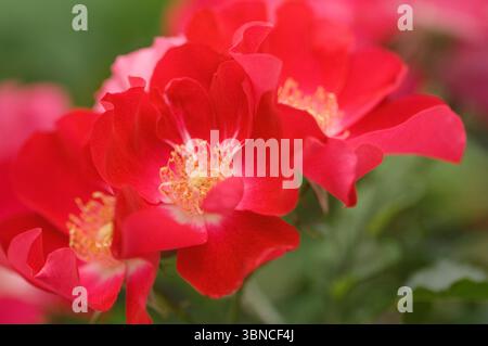 Hybrid rose (Rosa 'Dortmund') in bloom. Stock Photo