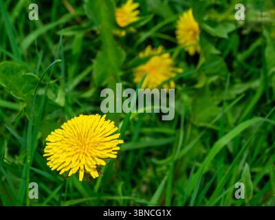 Dandelions growing in a meadow Stock Photo