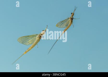 Also known as shadflies, fishflies and Canadian soldiers, Mayflies are aquatic insects belonging to the order Ephemeroptera and hatch in large nummber Stock Photo