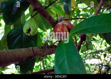 Mountain apples (Syzygium malaccense) on a fruit-bearing tree, green and ripe red ready for picking; Kauai, Hawaii. Stock Photo