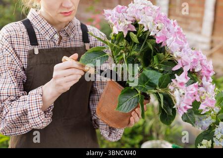 Close-up of woman gardener adding soil to potted hydrangea plant using small garden trowel during spring care. Stock Photo